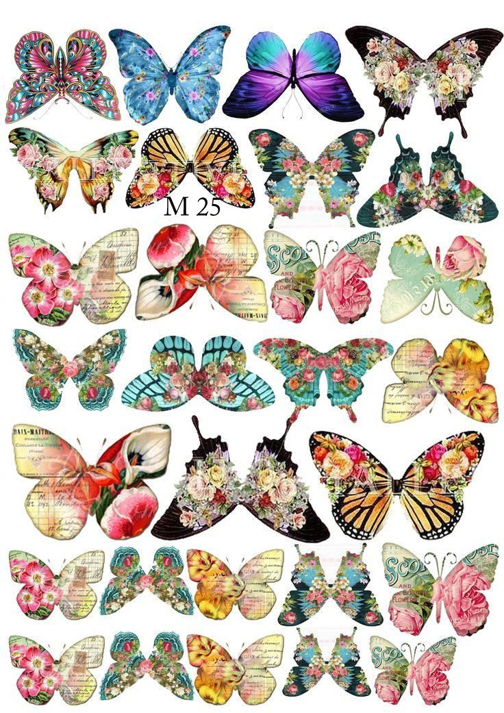 mariposas comestibles M25